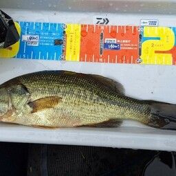 ラージマウスバス