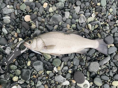 フッコ（ヒラスズキ）の釣果