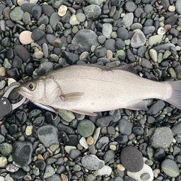 フッコ（ヒラスズキ）