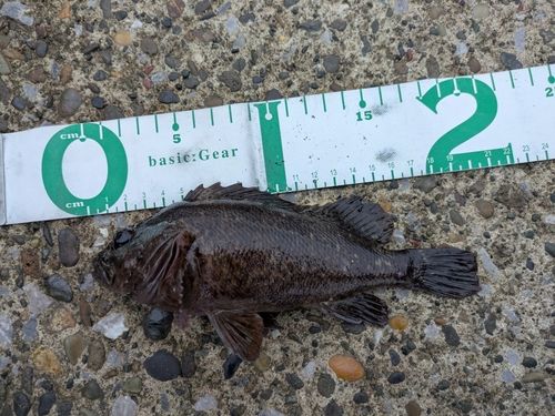 ムラソイの釣果