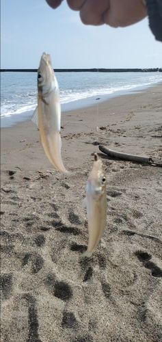 キスの釣果