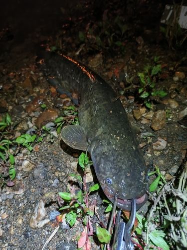 ナマズの釣果