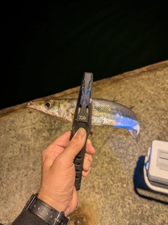 カマスの釣果