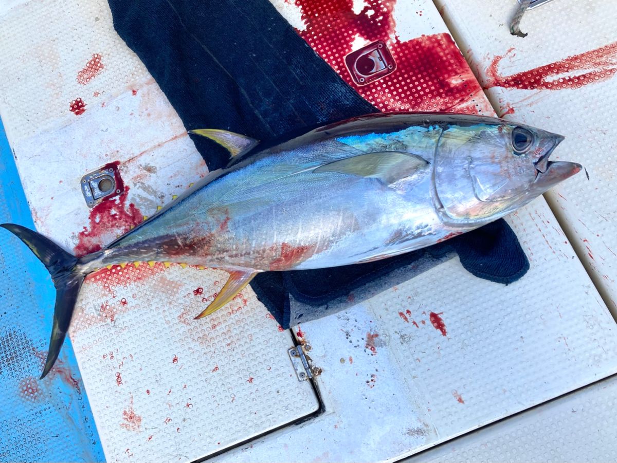 since 2020さんの釣果 3枚目の画像