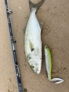 テイラーの釣果