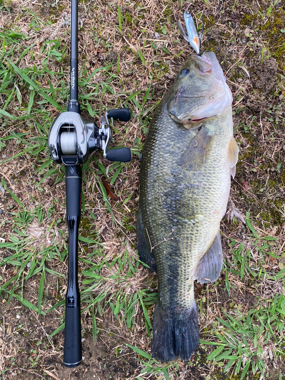 SHIMANO 18ポイズン アドレナ 174H-LMの最安値・インプレ・釣果