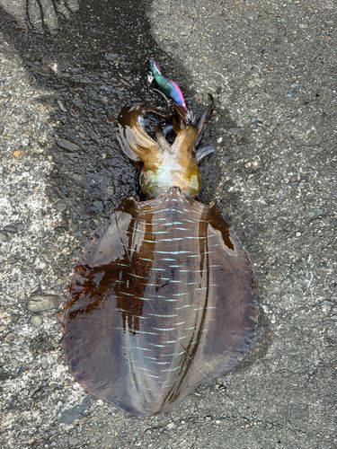 アオリイカの釣果