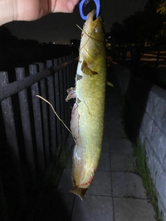 ナマズの釣果