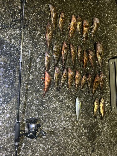 カサゴの釣果