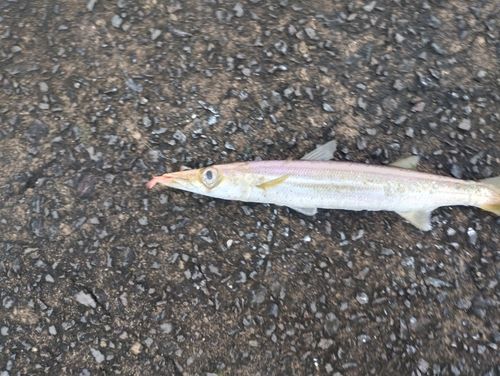 カマスの釣果