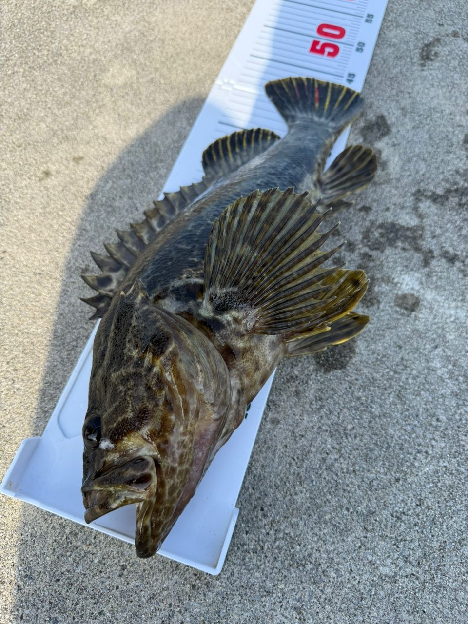 タケノコメバル