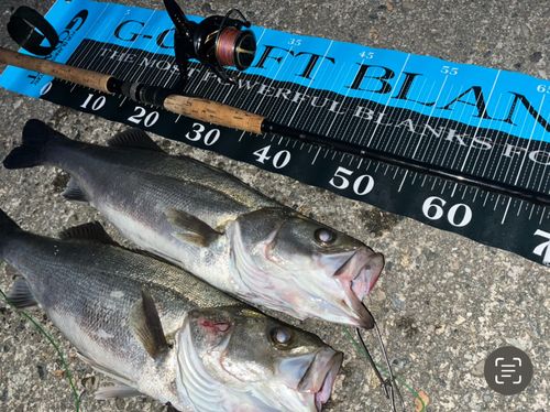 フッコ（マルスズキ）の釣果