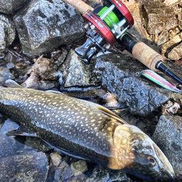 レイクトラウト