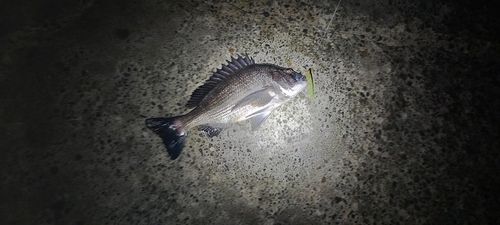 クロダイ