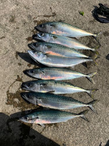 サバの釣果