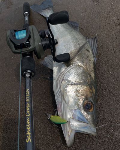 マルスズキの釣果