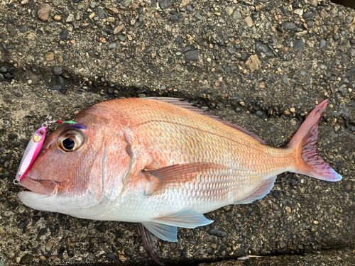 マダイの釣果