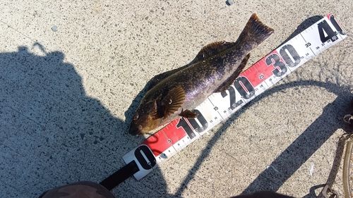 アイナメの釣果