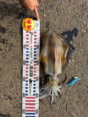 アオリイカの釣果