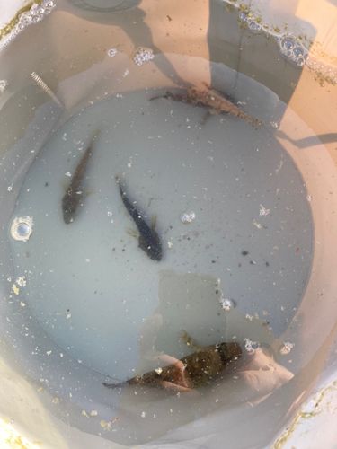 アナハゼの釣果