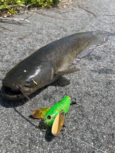 ナマズの釣果