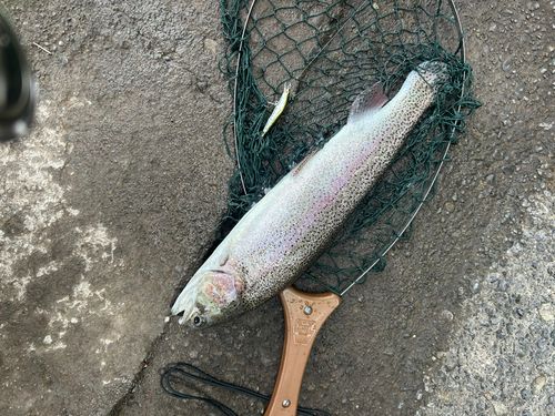 ニジマスの釣果