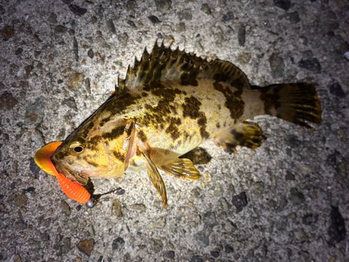 タケノコメバルの釣果