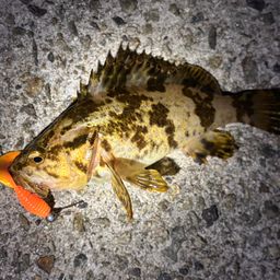 タケノコメバル