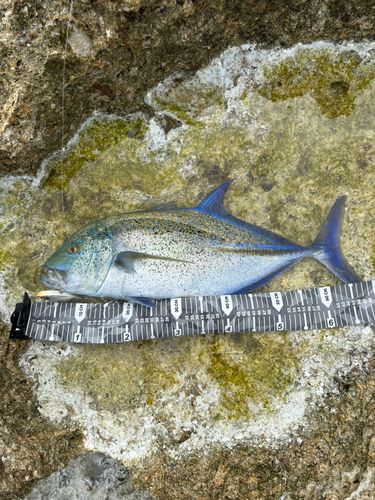カスミアジの釣果