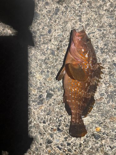 キジハタの釣果