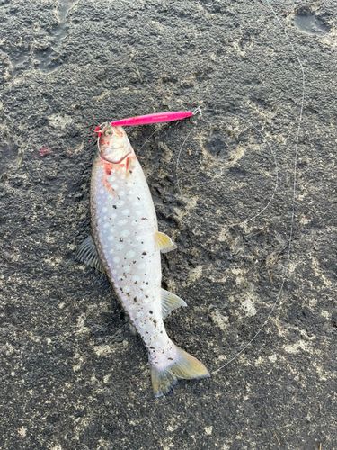 アメマスの釣果