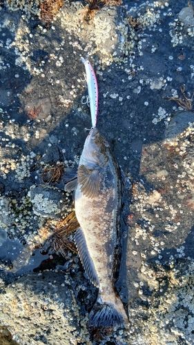 アイナメの釣果