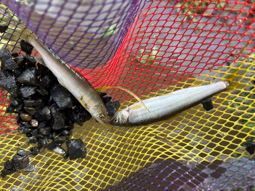 アユの釣果