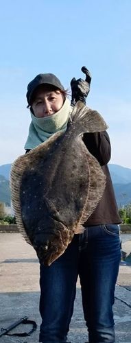 ヒラメの釣果