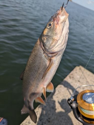 マルタウグイの釣果