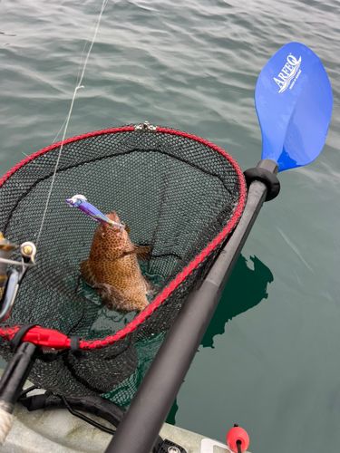 オオモンハタの釣果