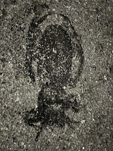 モンゴウイカの釣果