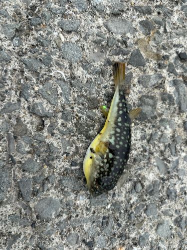 フグの釣果
