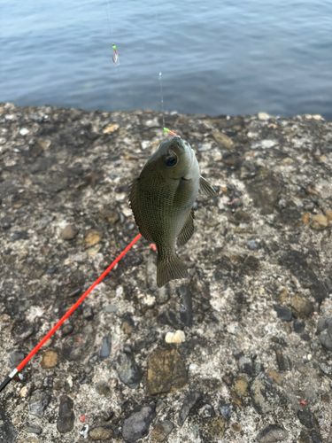 スズメダイの釣果