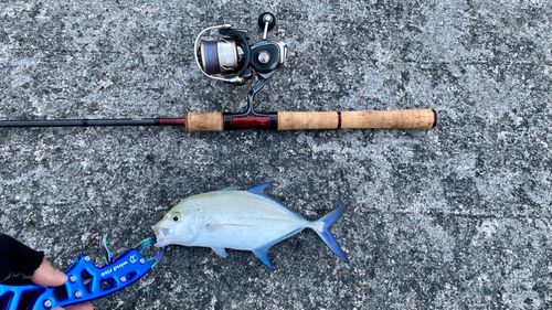 カスミアジの釣果