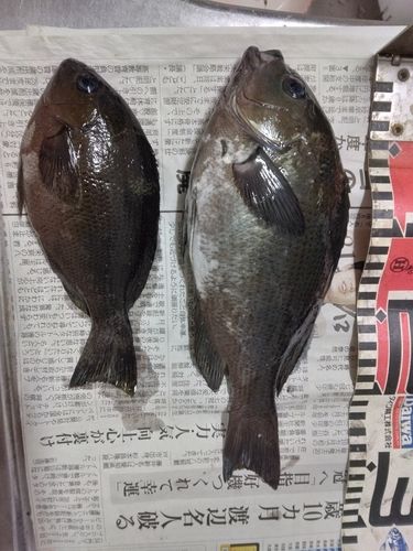 グレの釣果