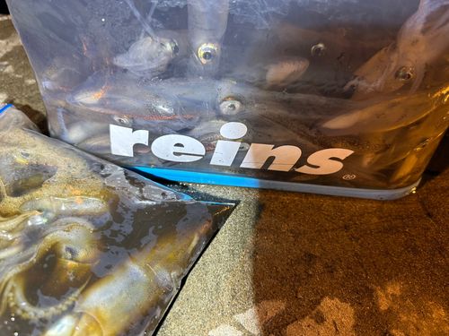 ヒイカの釣果