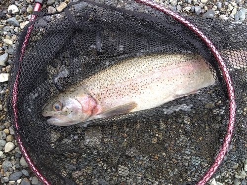 ニジマスの釣果