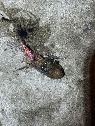 ミミイカの釣果
