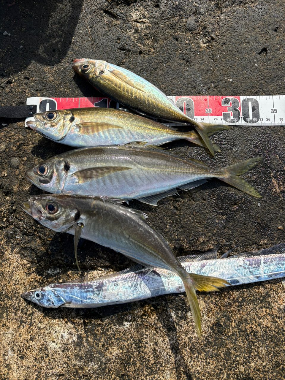 SHIMANO 20ストラディック SW 6000PGの最安値・インプレ・釣果 | 本音