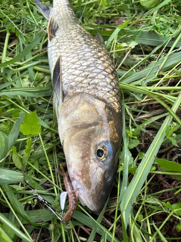 ニゴイの釣果