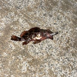 カサゴ