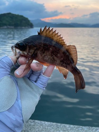 メバルの釣果