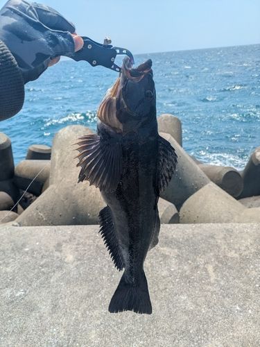 アイナメの釣果
