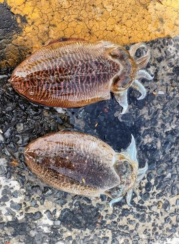 コウイカの釣果